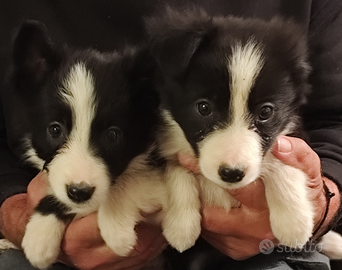 Cuccioli Border Collie