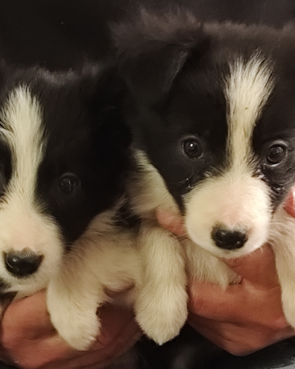 Cuccioli Border Collie