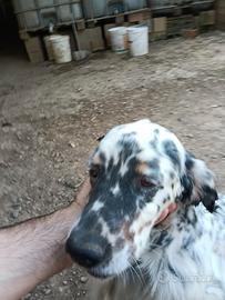 Setter inglese
