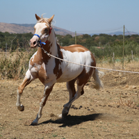 Paint horse