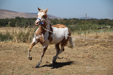 Paint horse