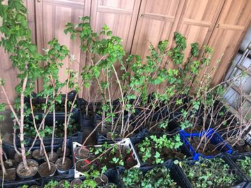 Piante di lamponi rifiorenti in vaso età 1-2 anni