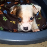 Cuccioli di jackrussell
