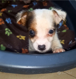 Cuccioli di jackrussell