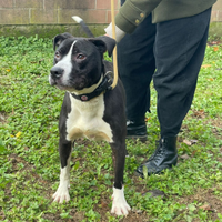 Cucciolona di Amstaff in adozione