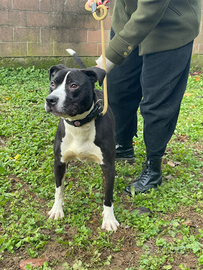Cucciolona di Amstaff in adozione