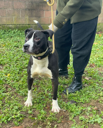 Cucciolona di Amstaff in adozione