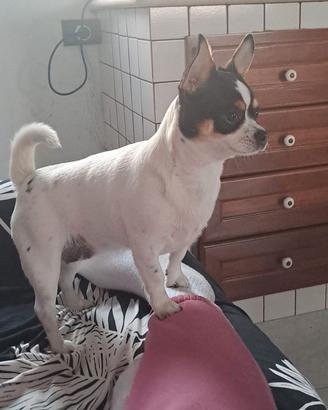 Chihuahua di 60 giorni