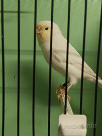 Canarino maschio giallo mosaico avorio