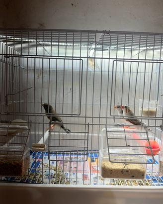 Diamantini bengalini coppia + novellino