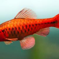 Pesci BARBUS - PETHIA tutte le colorazioni