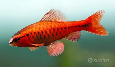 Pesci BARBUS - PETHIA tutte le colorazioni