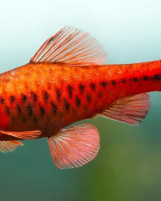 Pesci BARBUS - PETHIA tutte le colorazioni