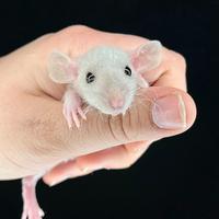 Ratti domestici da compagnia cuccioli