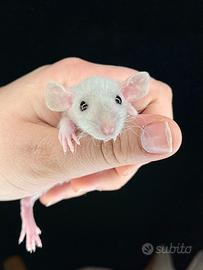 Ratti domestici da compagnia cuccioli