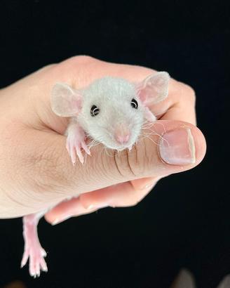 Ratti domestici da compagnia cuccioli