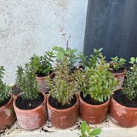 Piante singole o in blocco