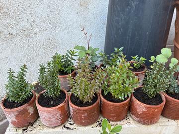 Piante singole o in blocco