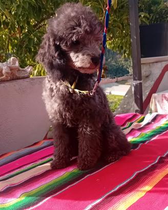 Barboncino cucciolo disponibile