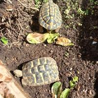 Tartarughe di terra Testudo hermanni