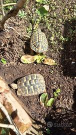 Tartarughe di terra Testudo hermanni