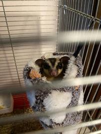 Petauro dello zucchero