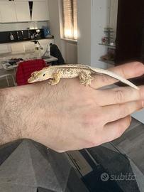 Geco ciliatus