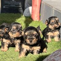 Yorkshire terrier