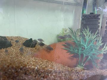 Filtro esterno EHEIM PROFESSIONEL 3 2180