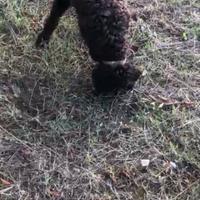 Lagotto romagnolo