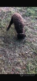 Lagotto romagnolo