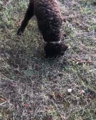 Lagotto romagnolo