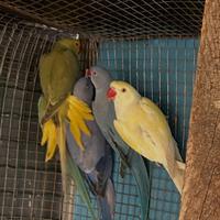 Parrocchetti dal collare