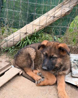 Cuccioli di pastore tedesco