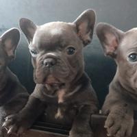 Cucciola di Bulldog Francese Blue