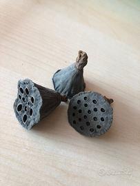 Arredo acquario terrario - baccelli di loto