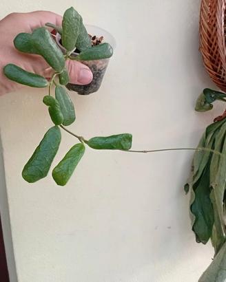 piantahoya rotundifoglia 