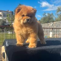 Chow chow rossa