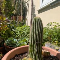 Pianta grassa Trichocereus schickendantzii