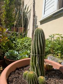 Pianta grassa Trichocereus schickendantzii