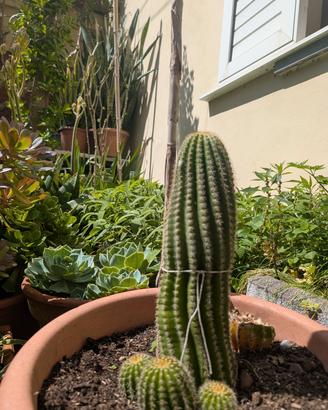 Pianta grassa Trichocereus schickendantzii