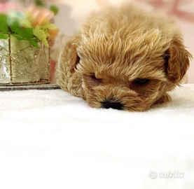 Barboncini maschio mini mini Toy due mesi