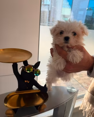 Maltese
