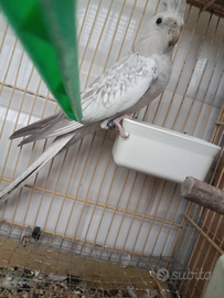 Femmine di Calopsite