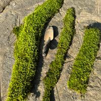 Muschio su corteggia terrario e paludario.