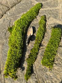 Muschio su corteggia terrario e paludario.