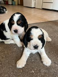 Cocker spaniel inglese con pedigree Enci