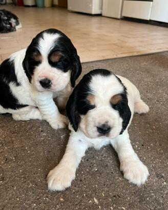 Cocker spaniel inglese con pedigree Enci