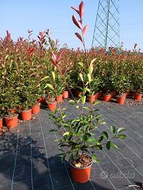 photinia da siepe vaso 18