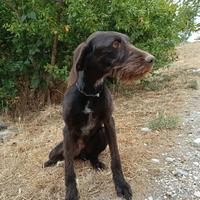 cane da tartufi 